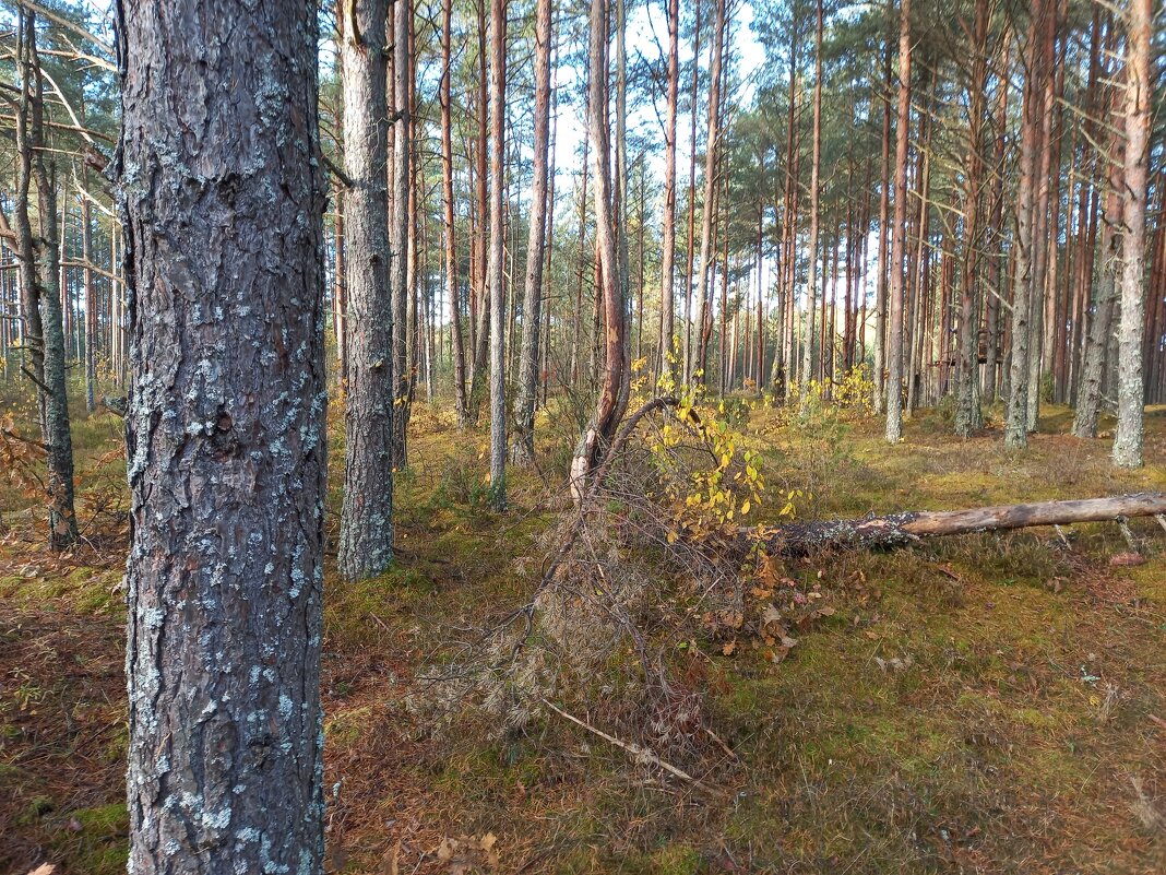 Октябрьский лес - BoxerMak Mak