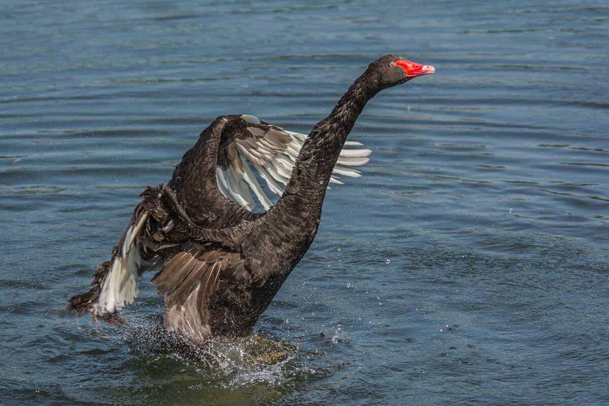 Чёрный лебедь. - Nik Lovec