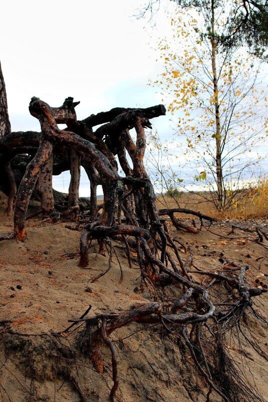 Корни - Мария 