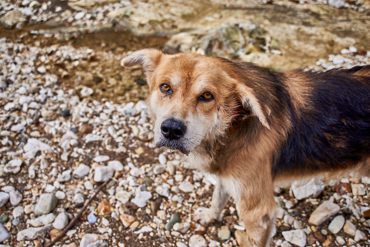 Абхазский Пёс - Александр Леонов