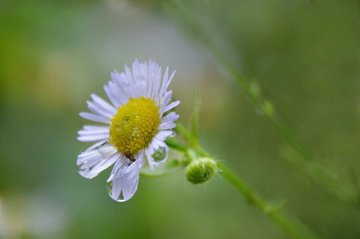 *** - Надежда Куркина 