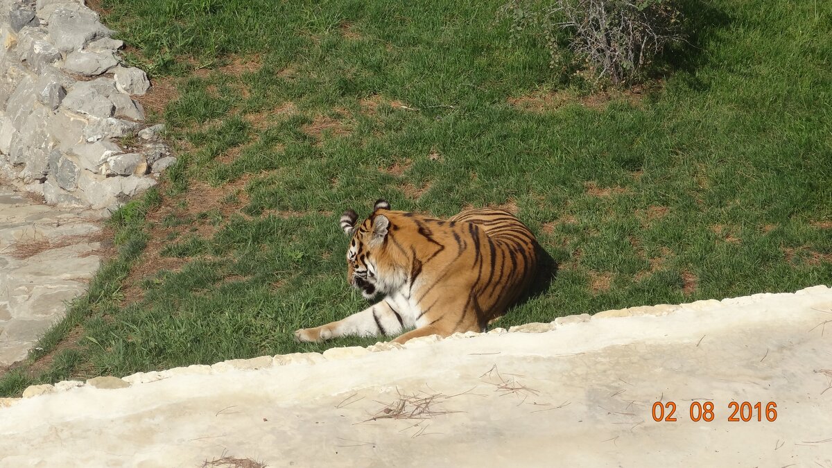 ТИГР - СЕРГЕЙ ФИЛОЧКИН