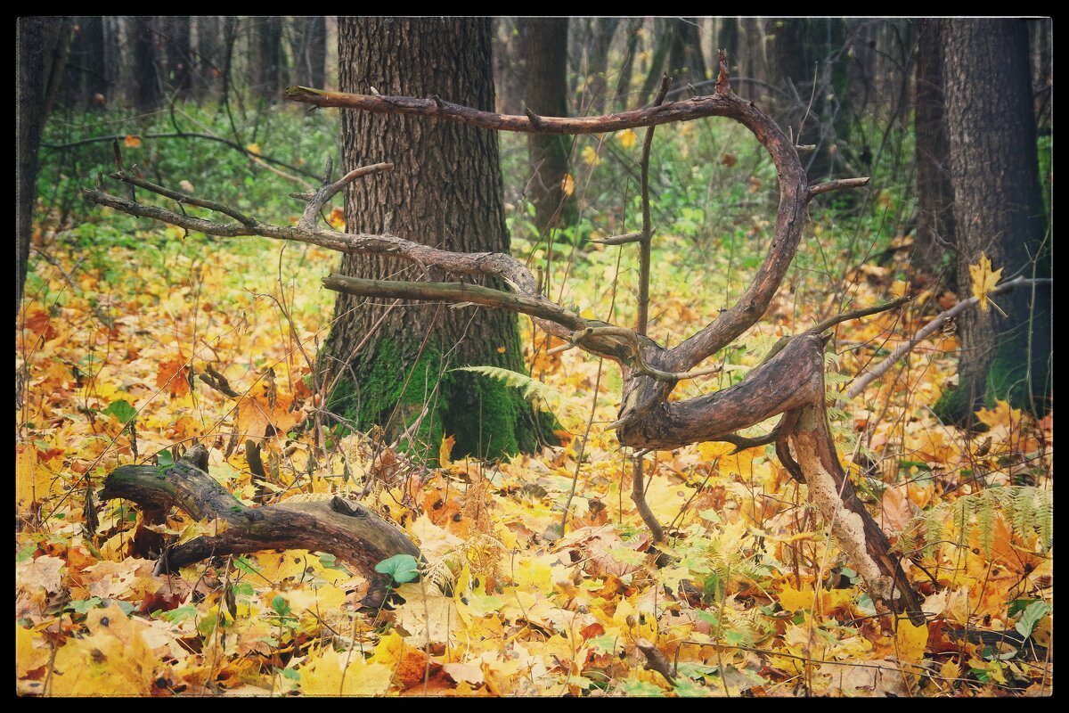 С прогулки. - Руслан 