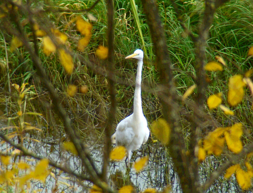 большая белая цапля - gawrilа - dan большая белая цапля - gawrilа - dan