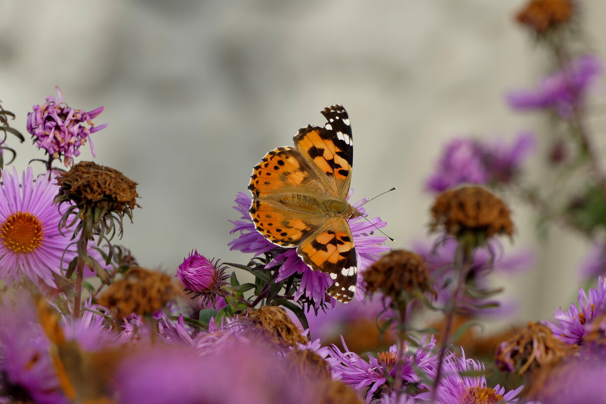 опять бабочки 16 - Александр Прокудин
