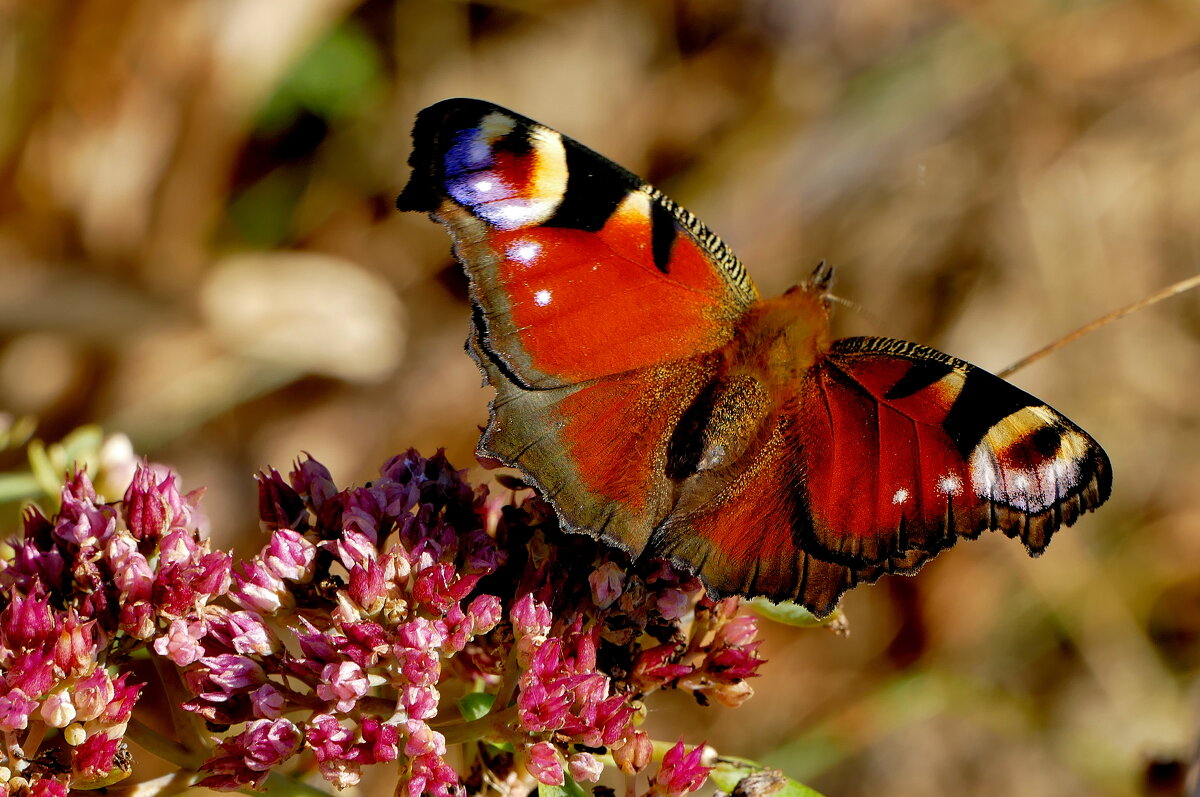 опять бабочки 20 - Александр Прокудин опять бабочки 20 - Александр Прокудин