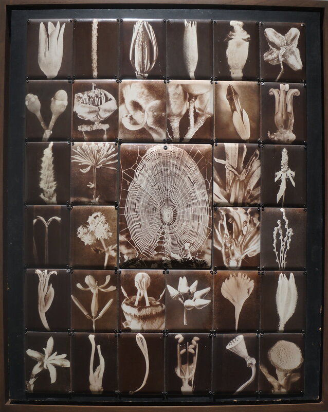 Сергей Бугаев (Африка) / Ботаника / 1997 г. - zavitok *