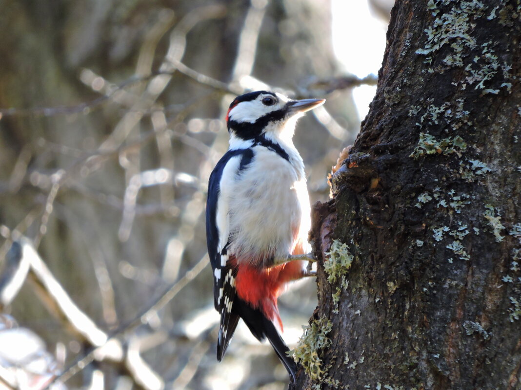 Большой пестрый дятел - Ната Волга
