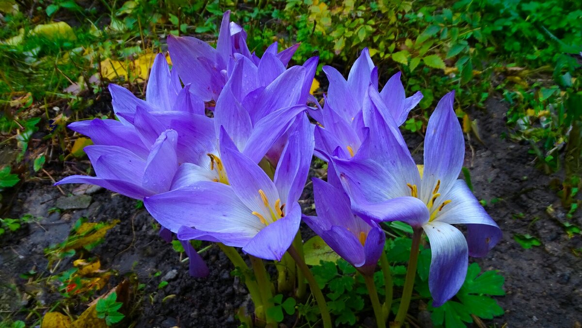 Цветы на городских клумбах в октябре (безвременники) - Милешкин Владимир Алексеевич 