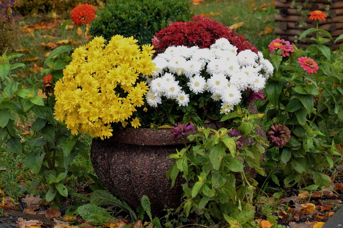 Хризантемы ещё порадуют. - Татьяна Помогалова