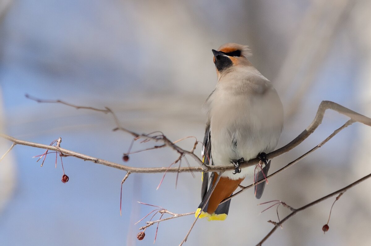 Свиристель - Виктор Иванович Чернюк
