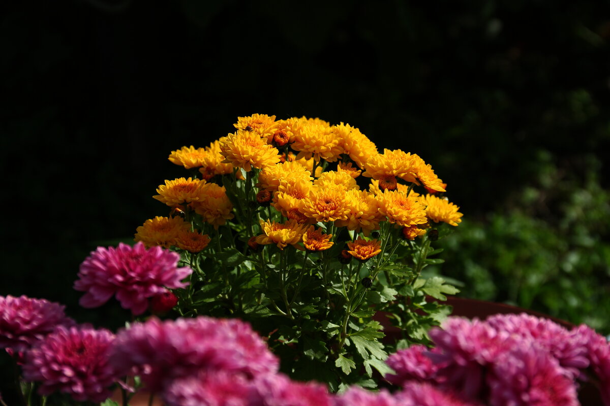 Хризантема - Мишель71 