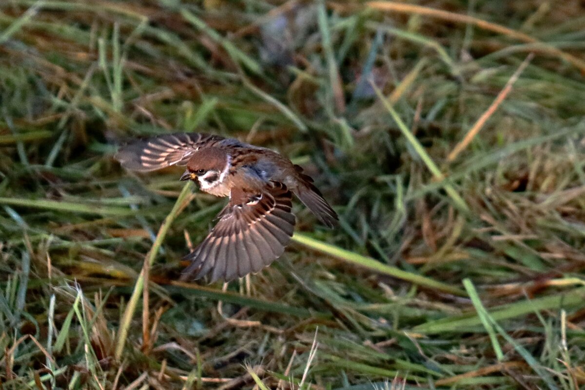 Полет воробья - Сергей 