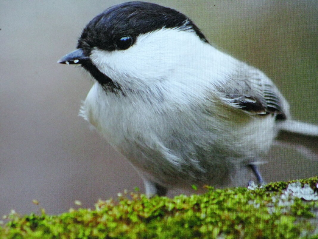 Гаичка - Людмила Смородинская