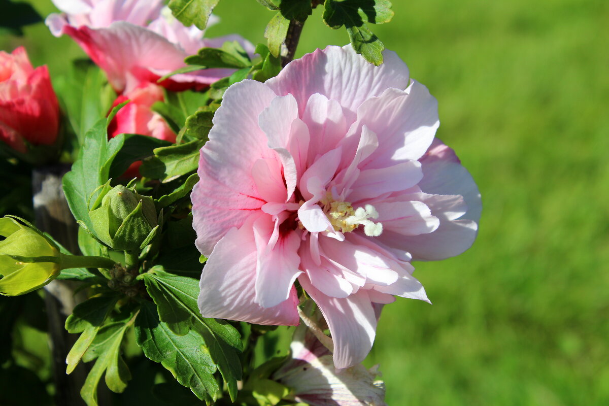 Гибискус осенний - Татьяна Лютаева