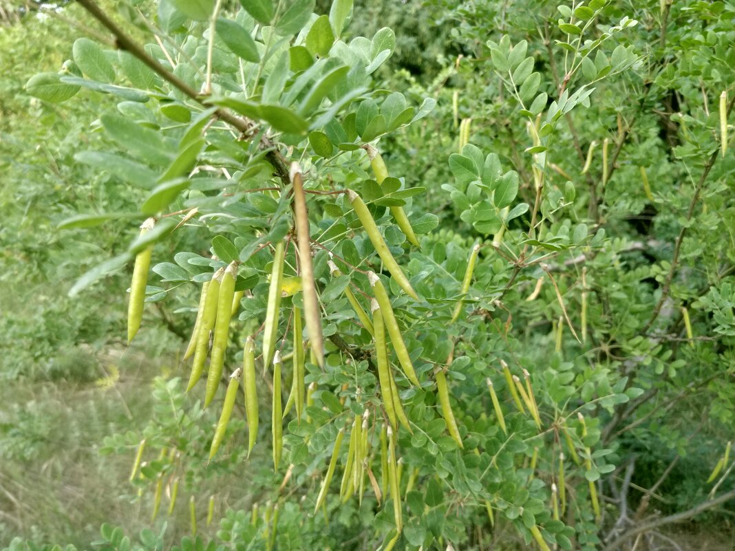 Акация - Андрей Хлопонин