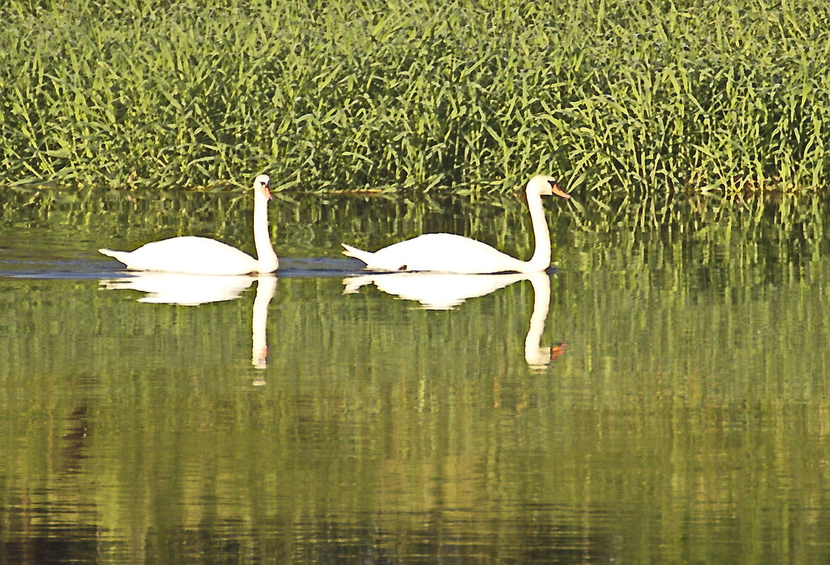 красавцы - Владимир Зырянов
