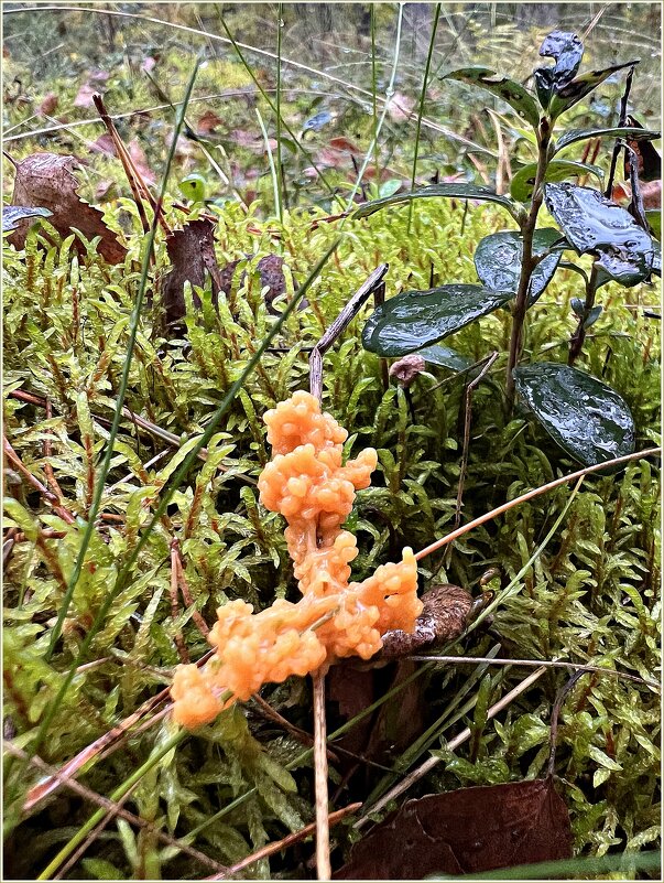 Слизевик фулиго моховой. - Валерия Комова