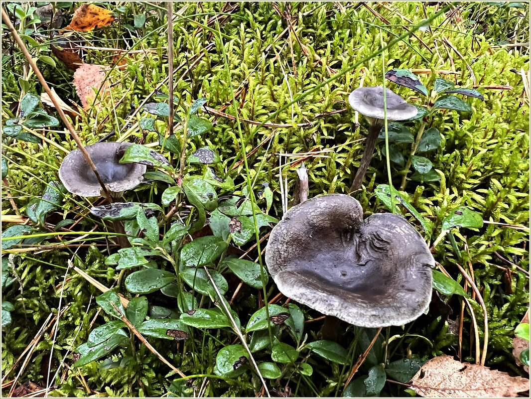 Лисичка серая горбатая. - Валерия Комова Лисичка серая горбатая. - Валерия Комова