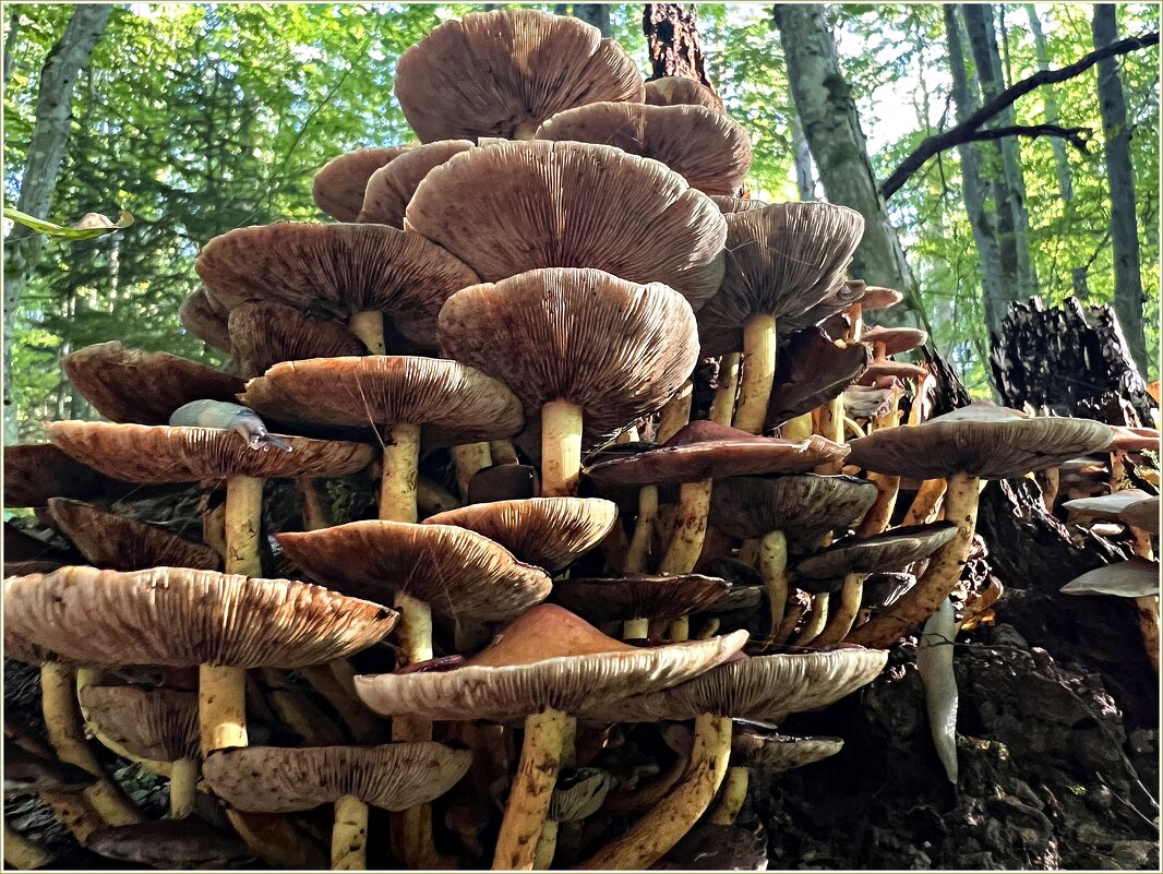 Ложные опята. - Валерия Комова