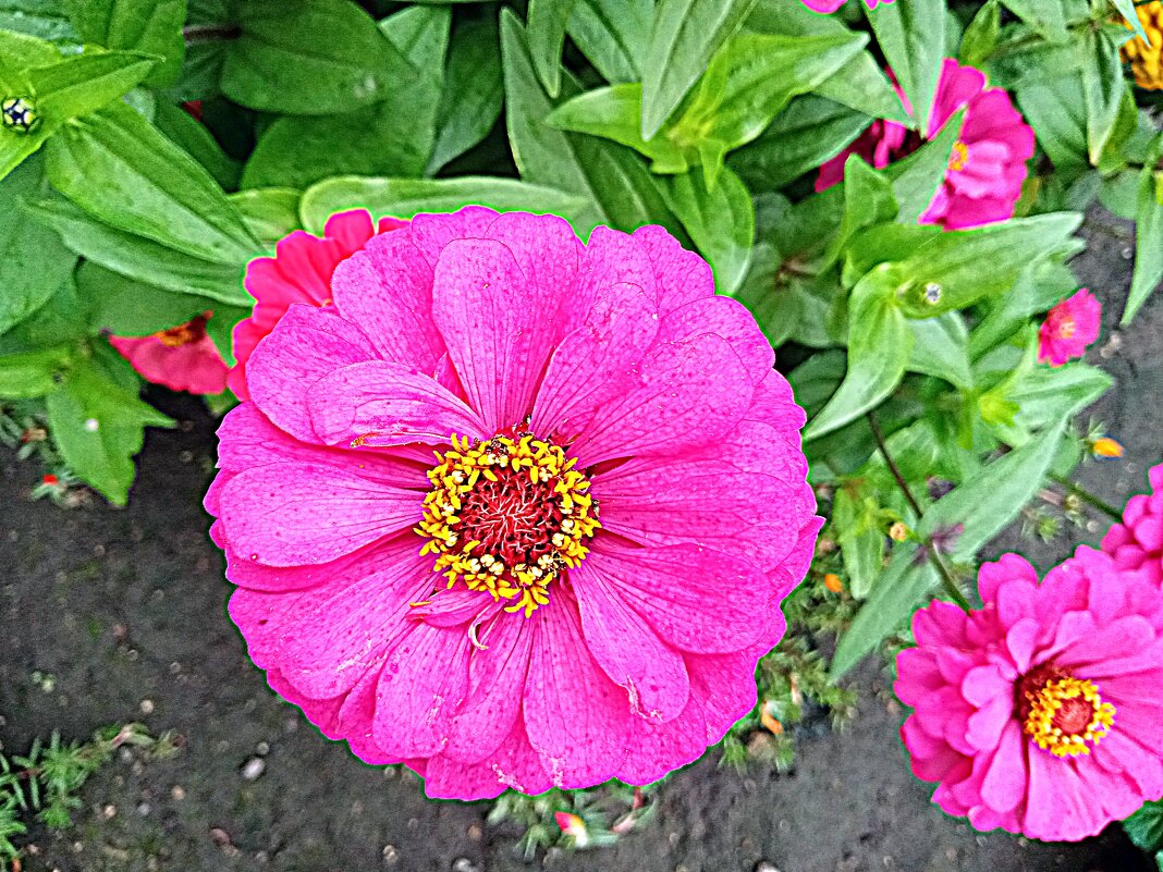 Цветы. - Владимир Драгунский