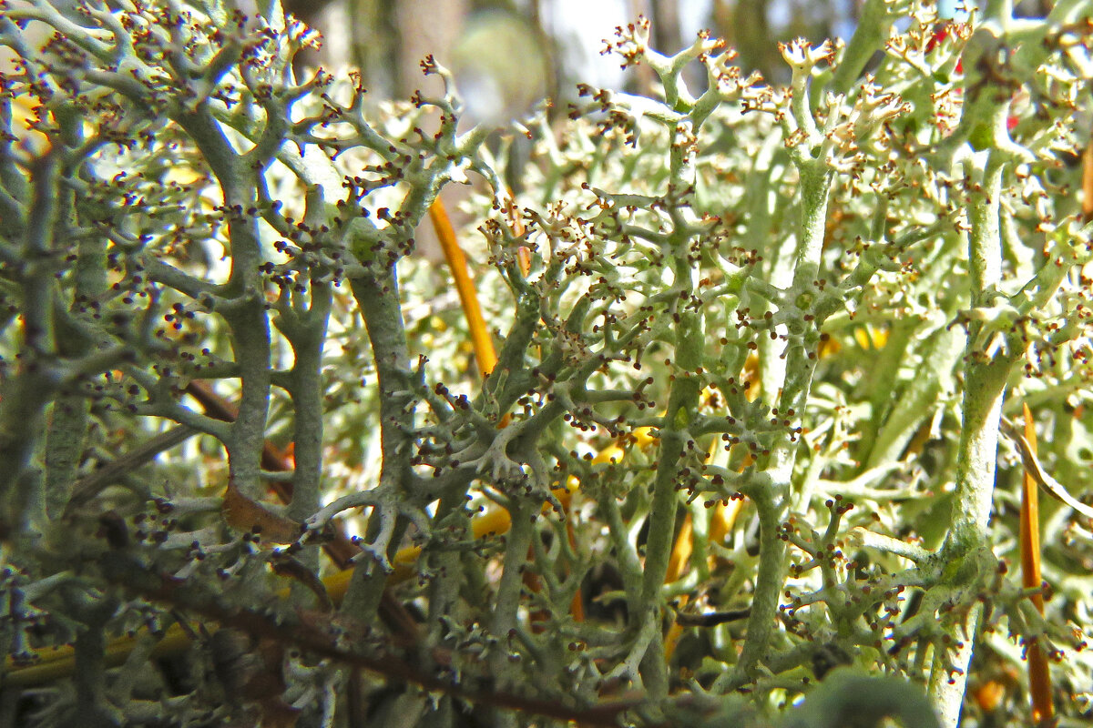 Сквозь кружева мха - ИРЭН@ . Сквозь кружева мха - ИРЭН@ .