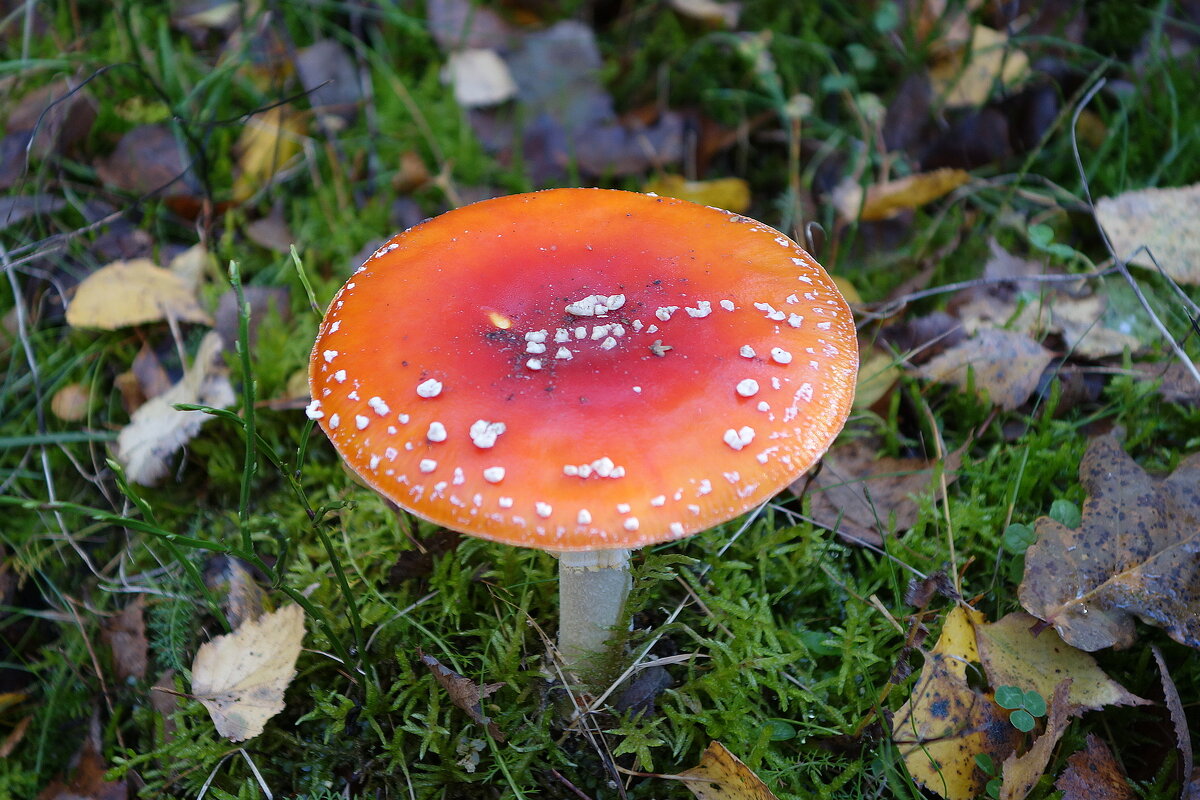 В осеннем лесу - Рита Симонова