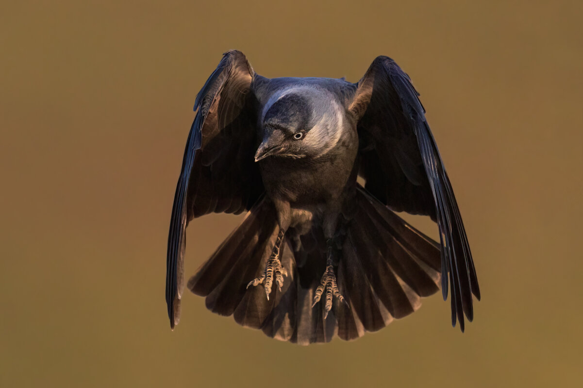 *** - Евгений Фруман