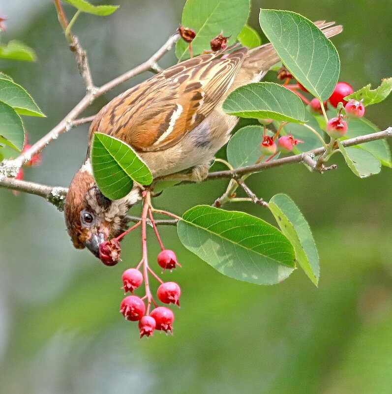 воробушек - Andrey Bragin 