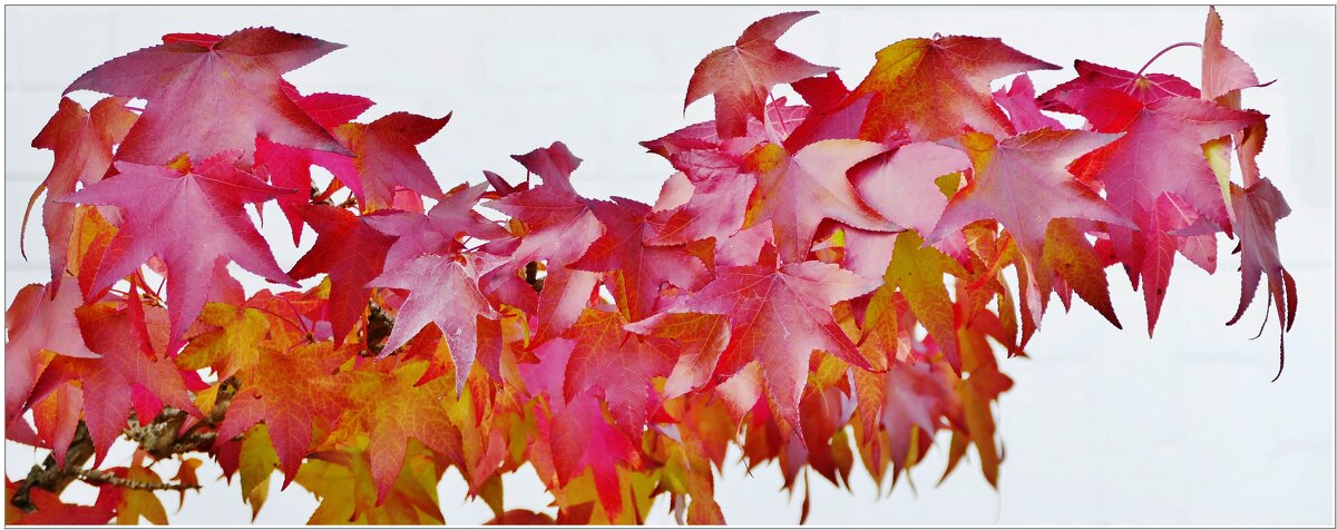 ЛИСТЬЯ... - Elvira E. 