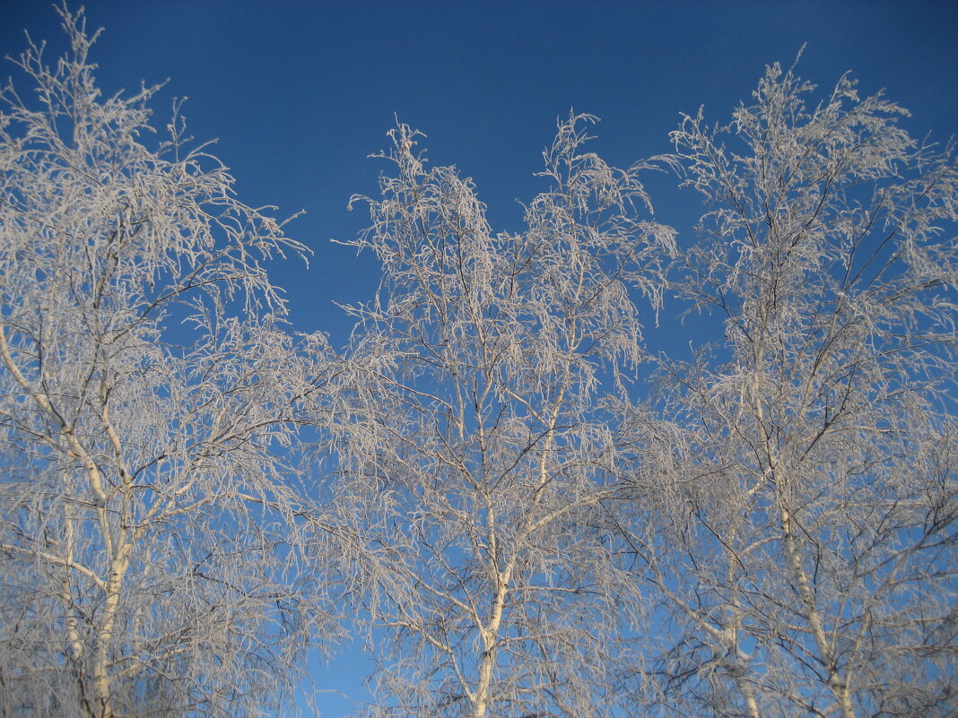 Берёзки - Anna Ivanova