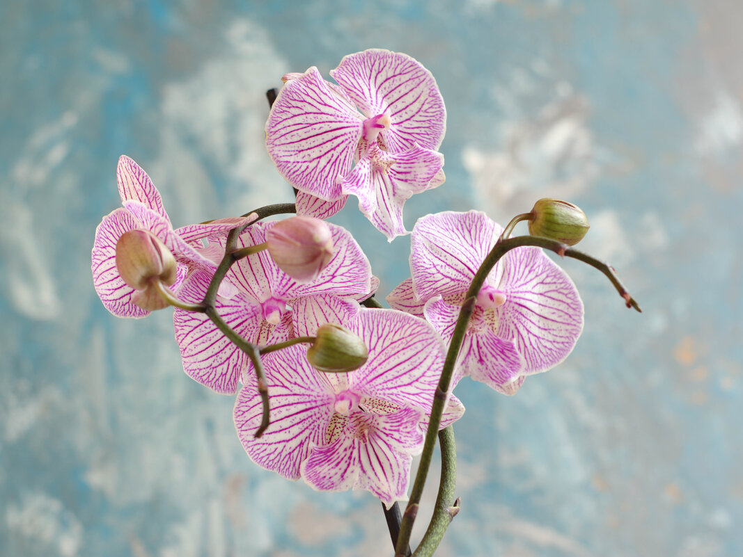 Моя коллекция орхидей - Irene Irene Моя коллекция орхидей - Irene Irene