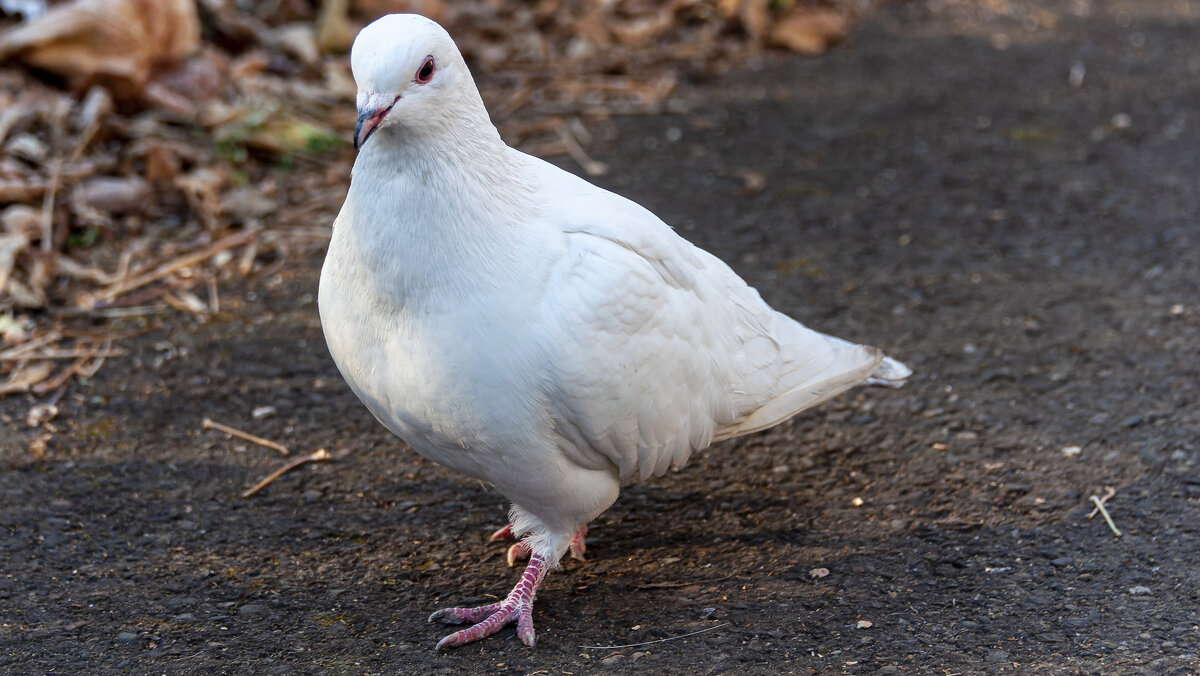 Голубь мира. - Вадим Басов