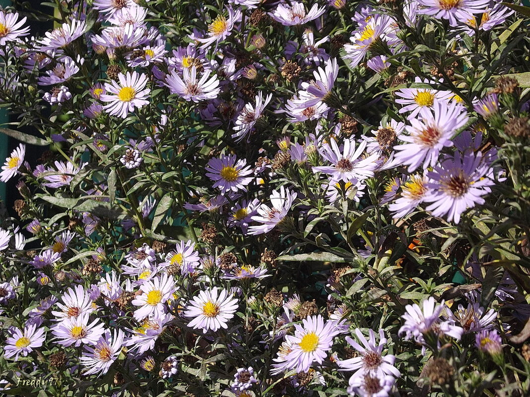 Сентябринки - Freddy 97