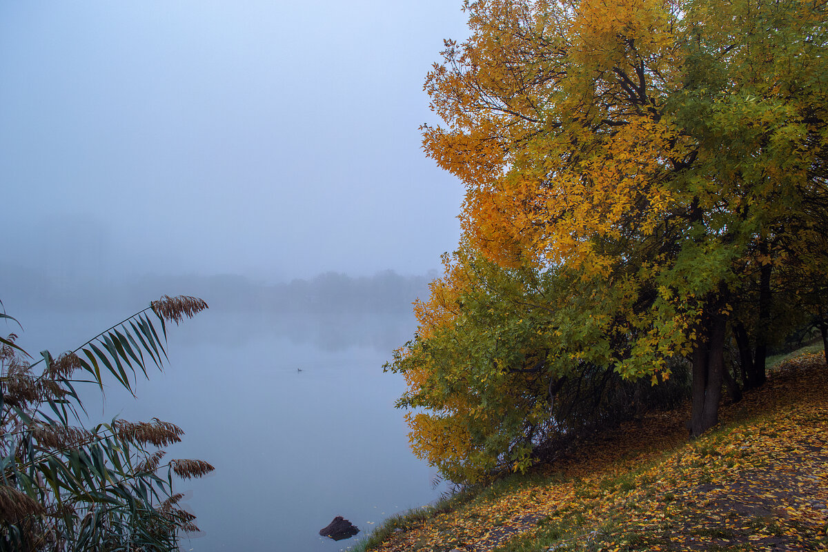 Туман - Игорь Протасов
