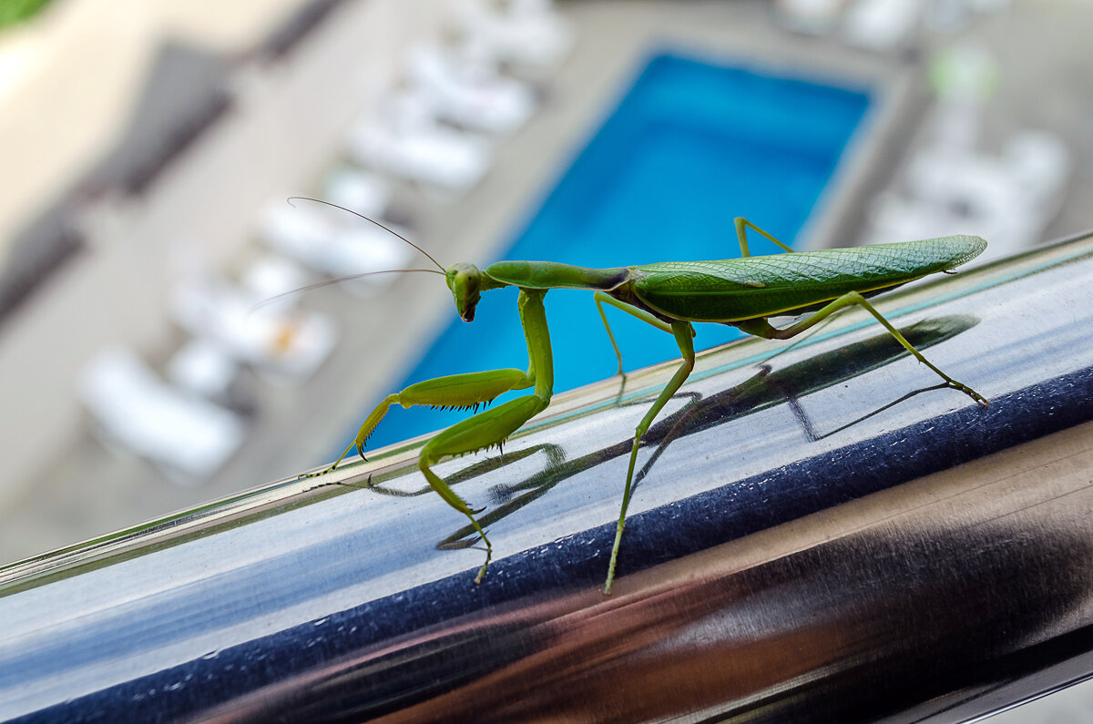 Незванный гость - Андрей Щетинин