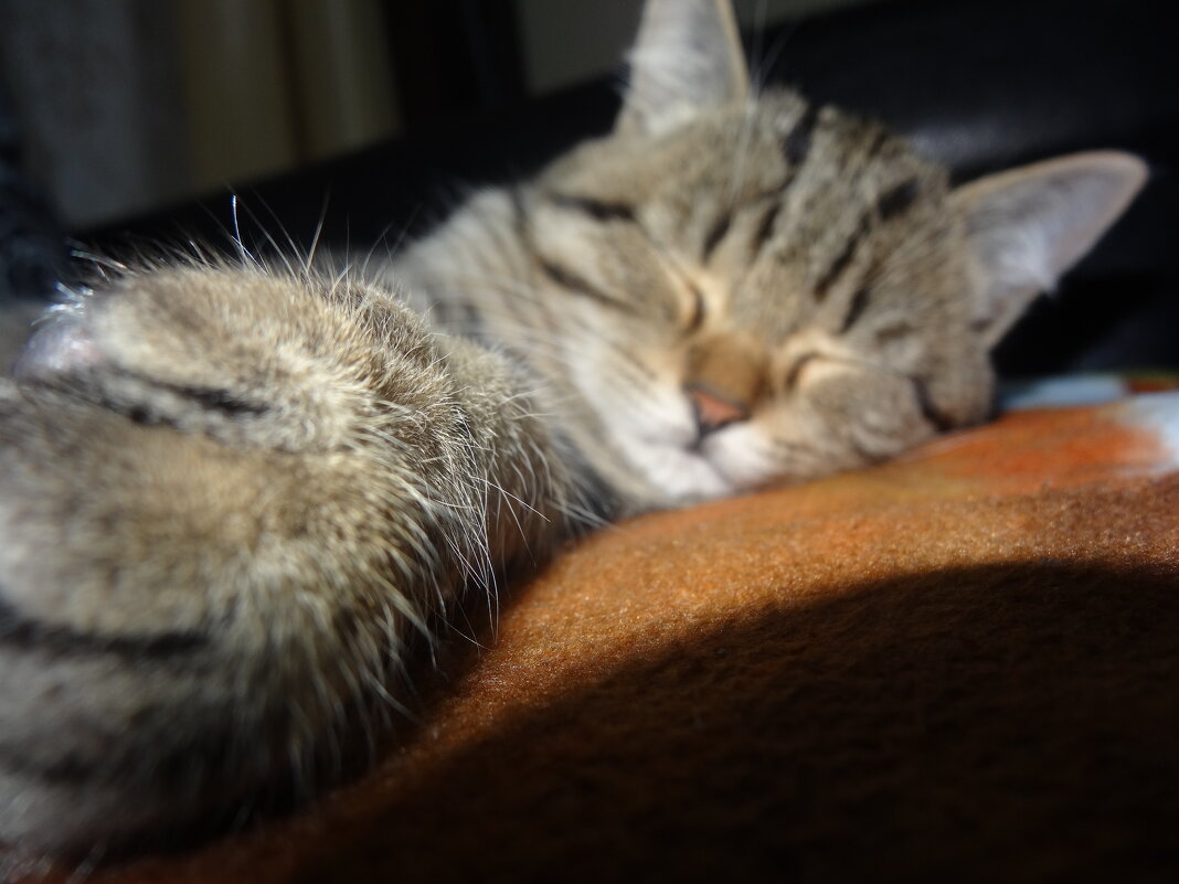 мурзик - СЕРГЕЙ ФИЛОЧКИН мурзик - СЕРГЕЙ ФИЛОЧКИН