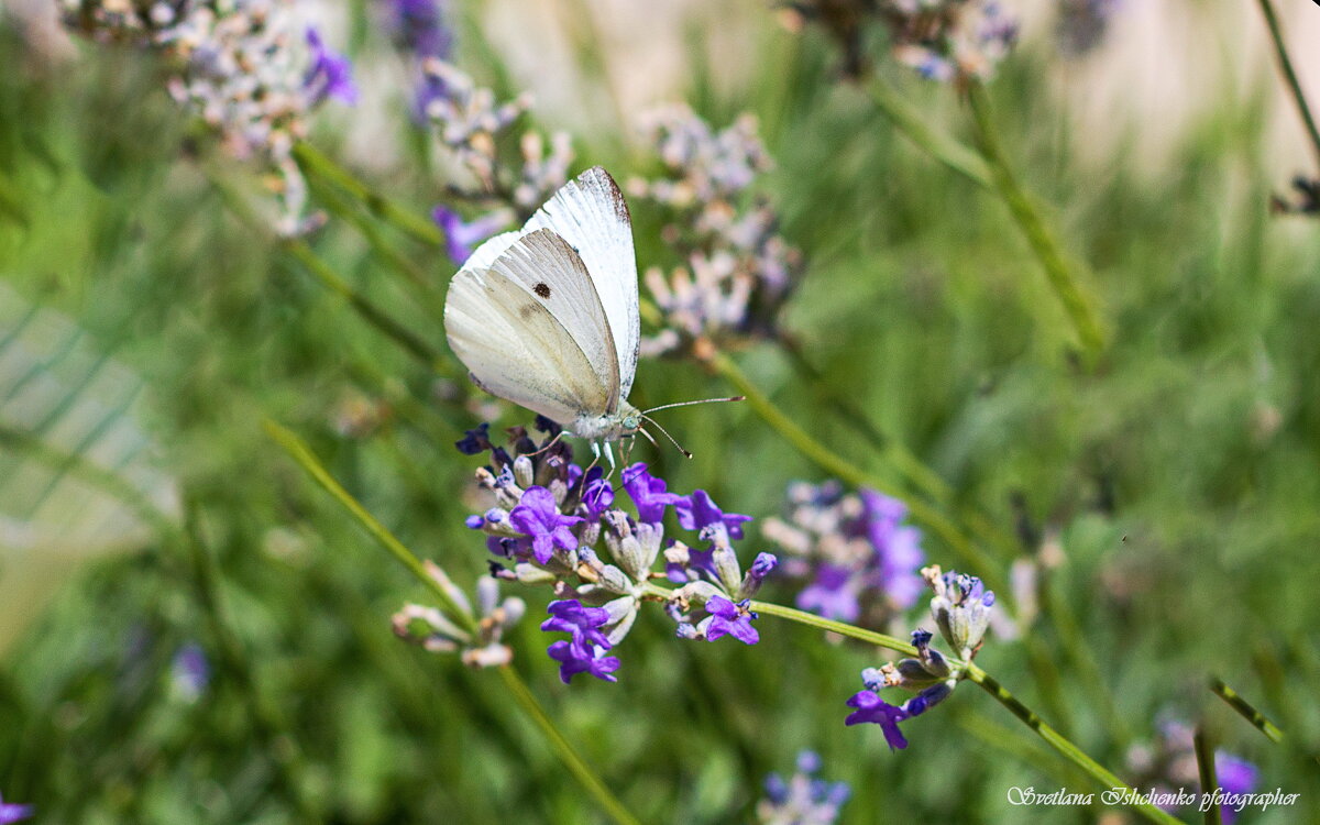 Бабочка - Светлана Ищенко