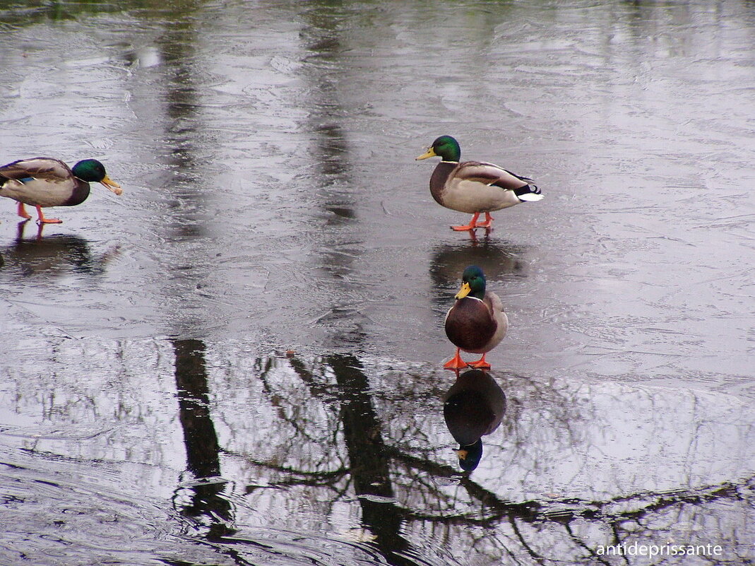 Утки в парке Победы...СПБ... - vadim Утки в парке Победы...СПБ... - vadim