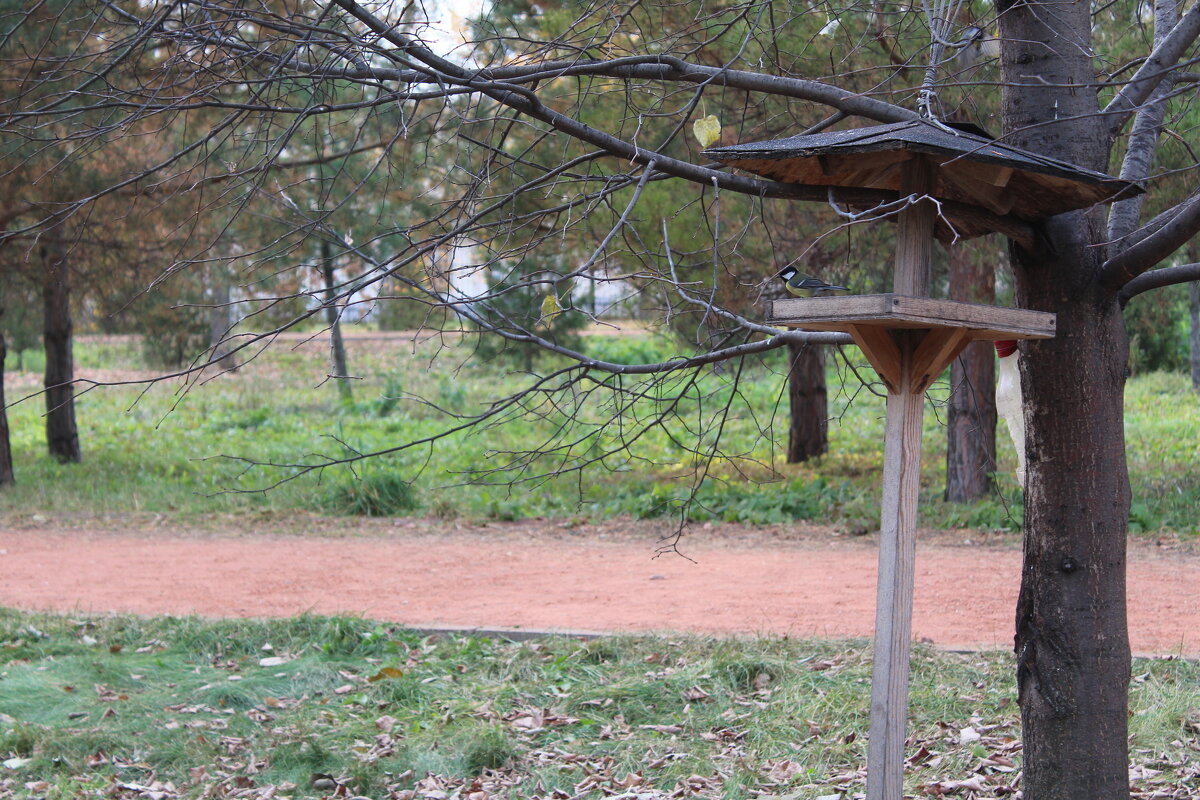 парк - Гульфина Булатова