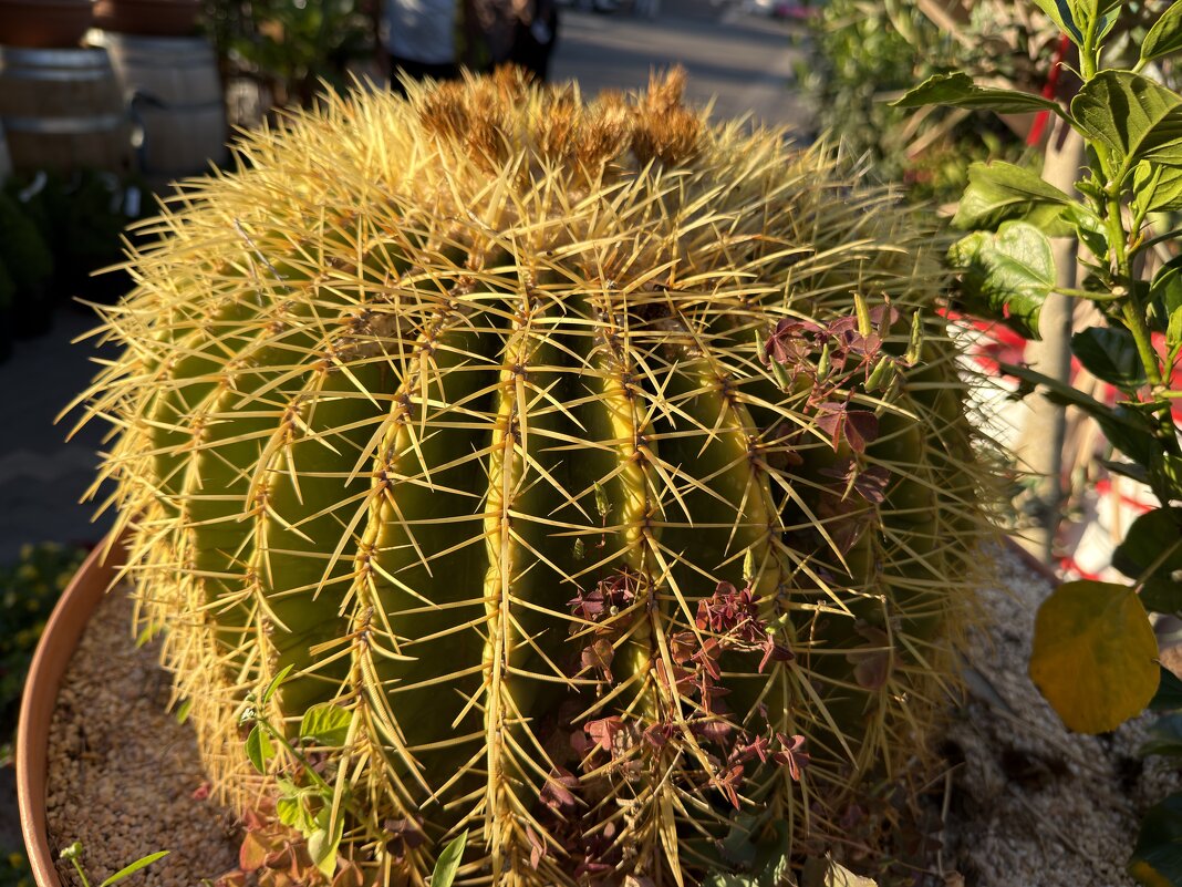 Эхинокактус пятидесятилетний, почти метра в ширину, на воле - Александр Деревяшкин Эхинокактус пятидесятилетний, почти метра в ширину, на воле - Александр Деревяшкин