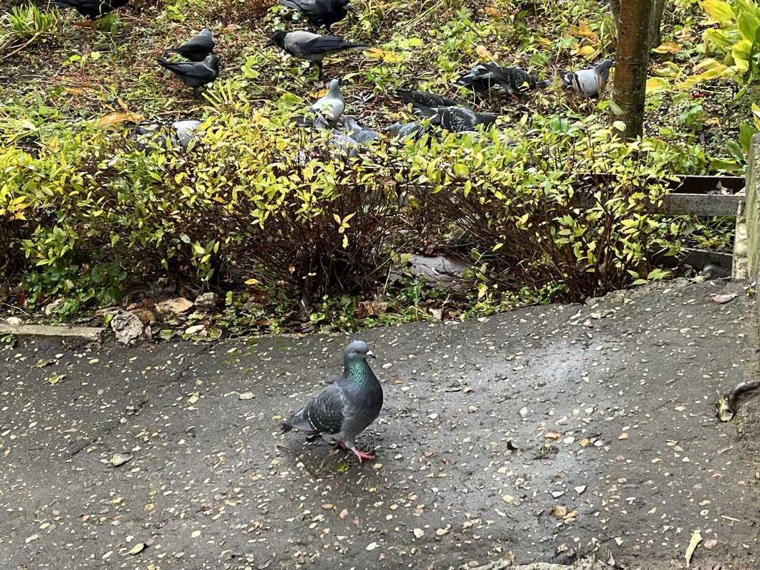 "А я пойду своим путем..." - Olga Oskolkova