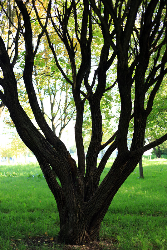 Ветви - Roman stories -