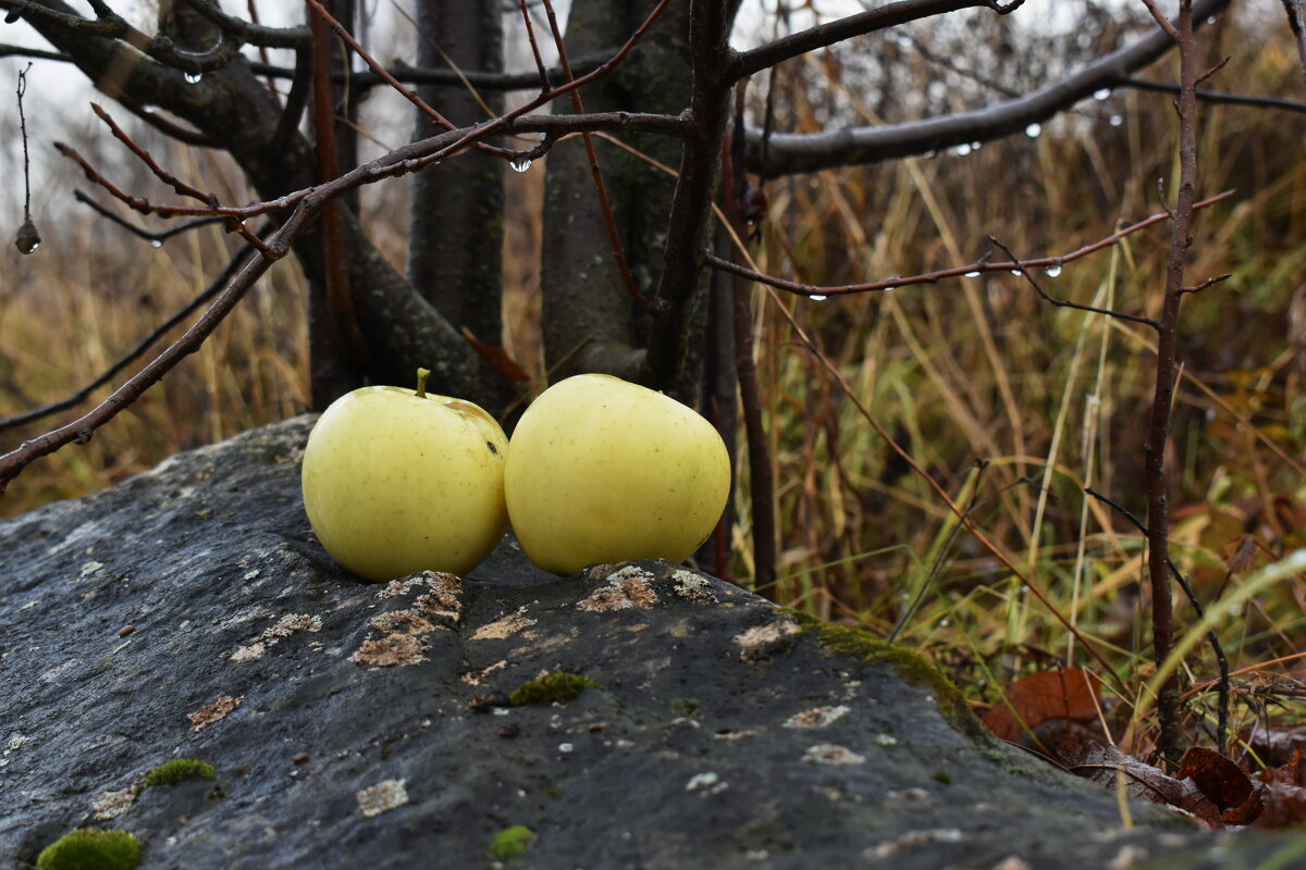 Яблоки - Роман Пацкевич