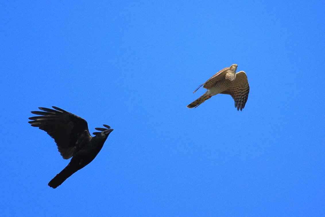Две птицы... - Владилен Панченко