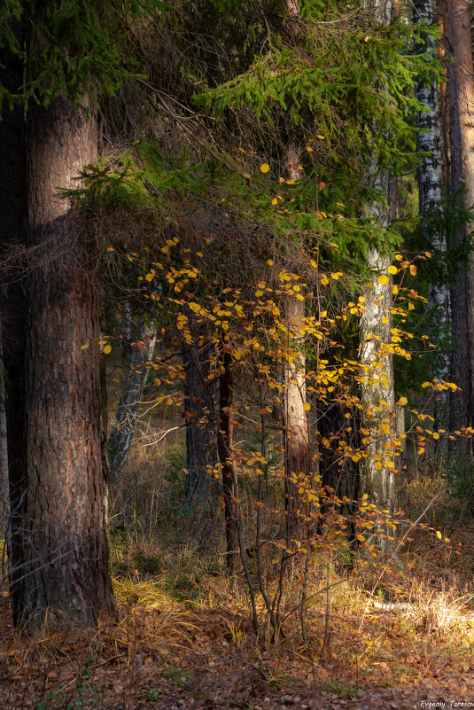 Октябрьский лес - Евгений Тарасов 