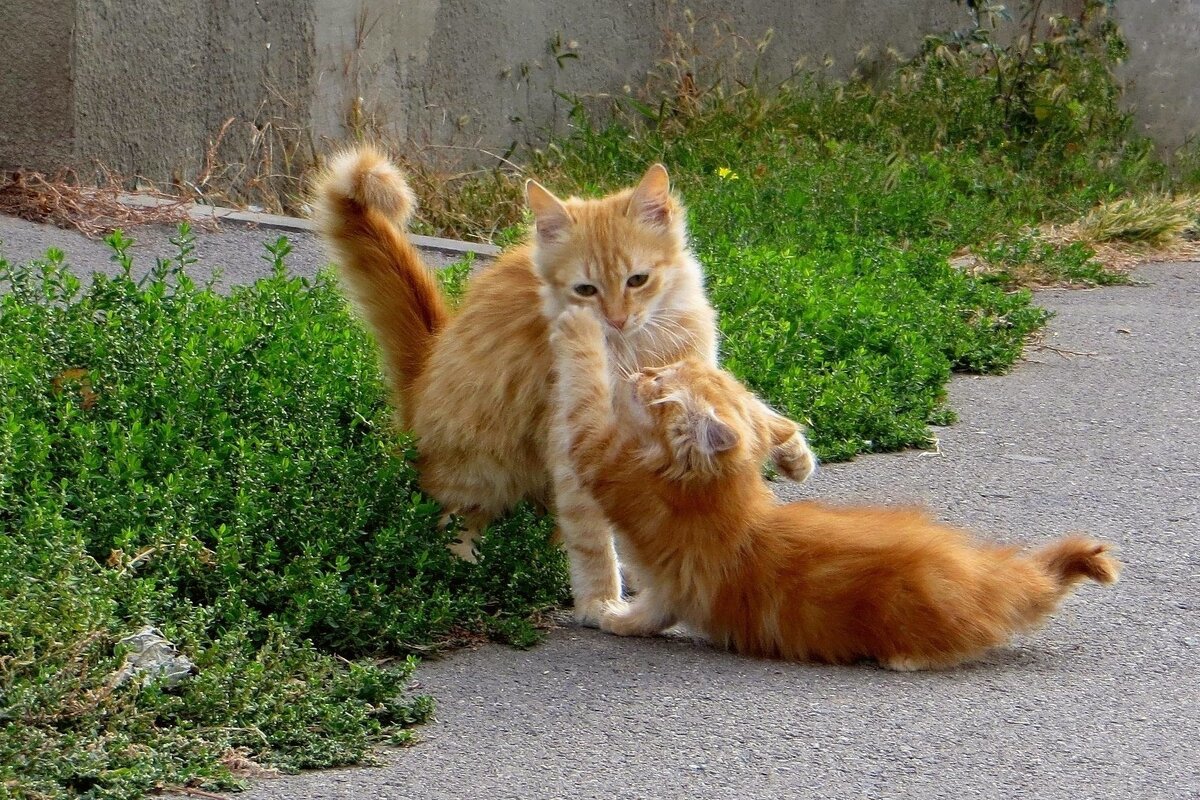 Нападающий - Татьяна Смоляниченко