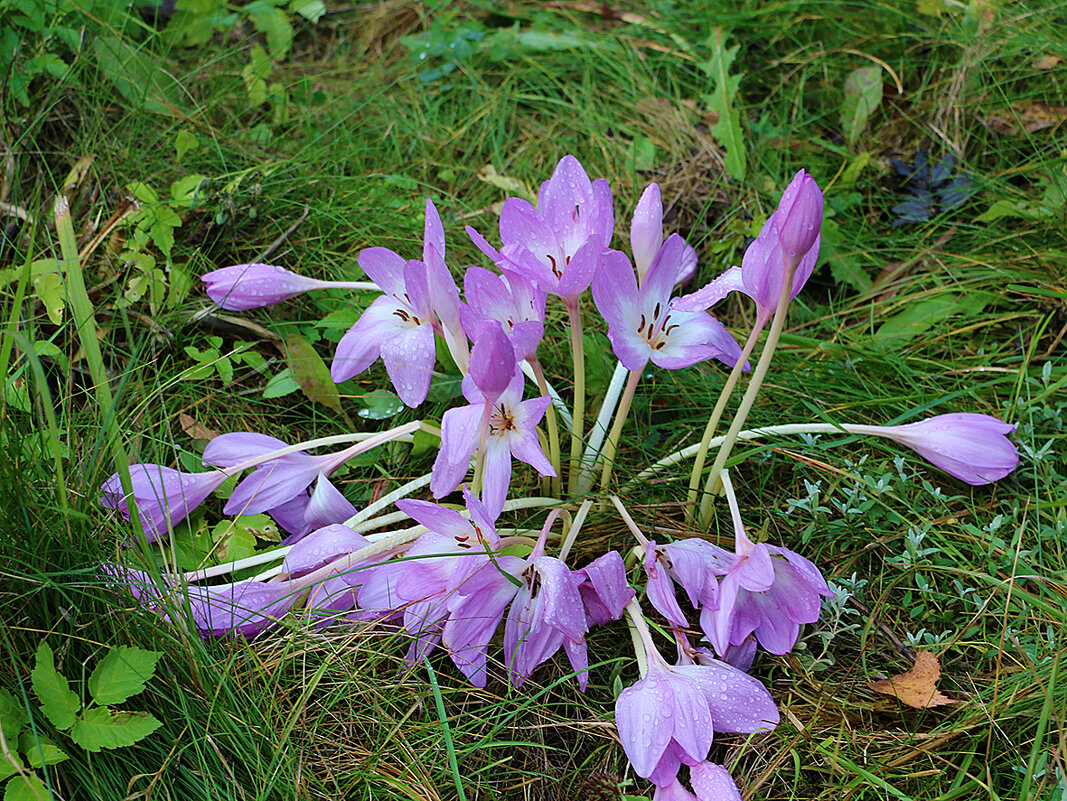 Последние безвременники - Светлана Последние безвременники - Светлана