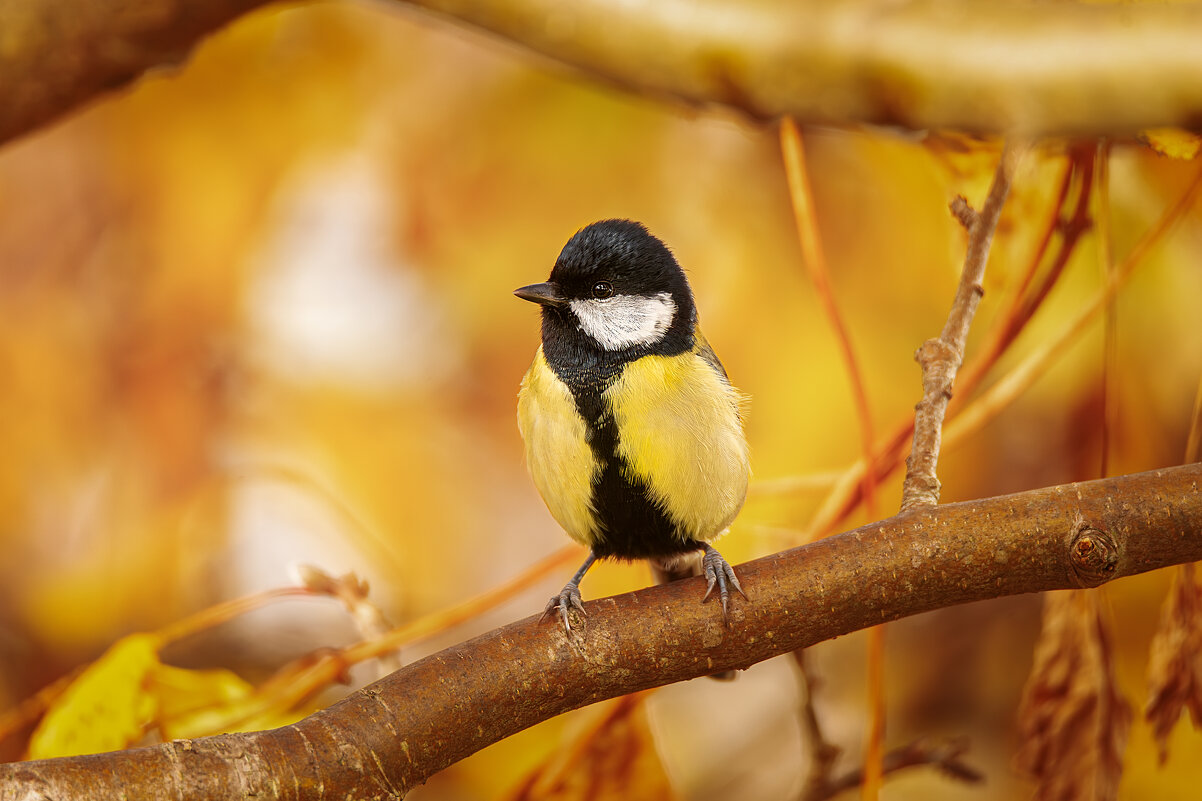 Синца - Alex Bush