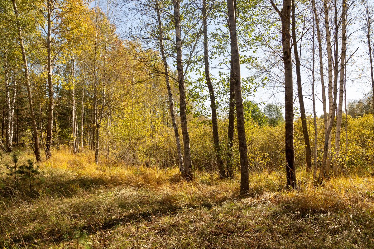 Солнечный день. - Сергей Татаринов